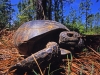 Gopher Tortoise