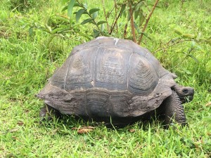 Eastern Santa Cruz Tortoise