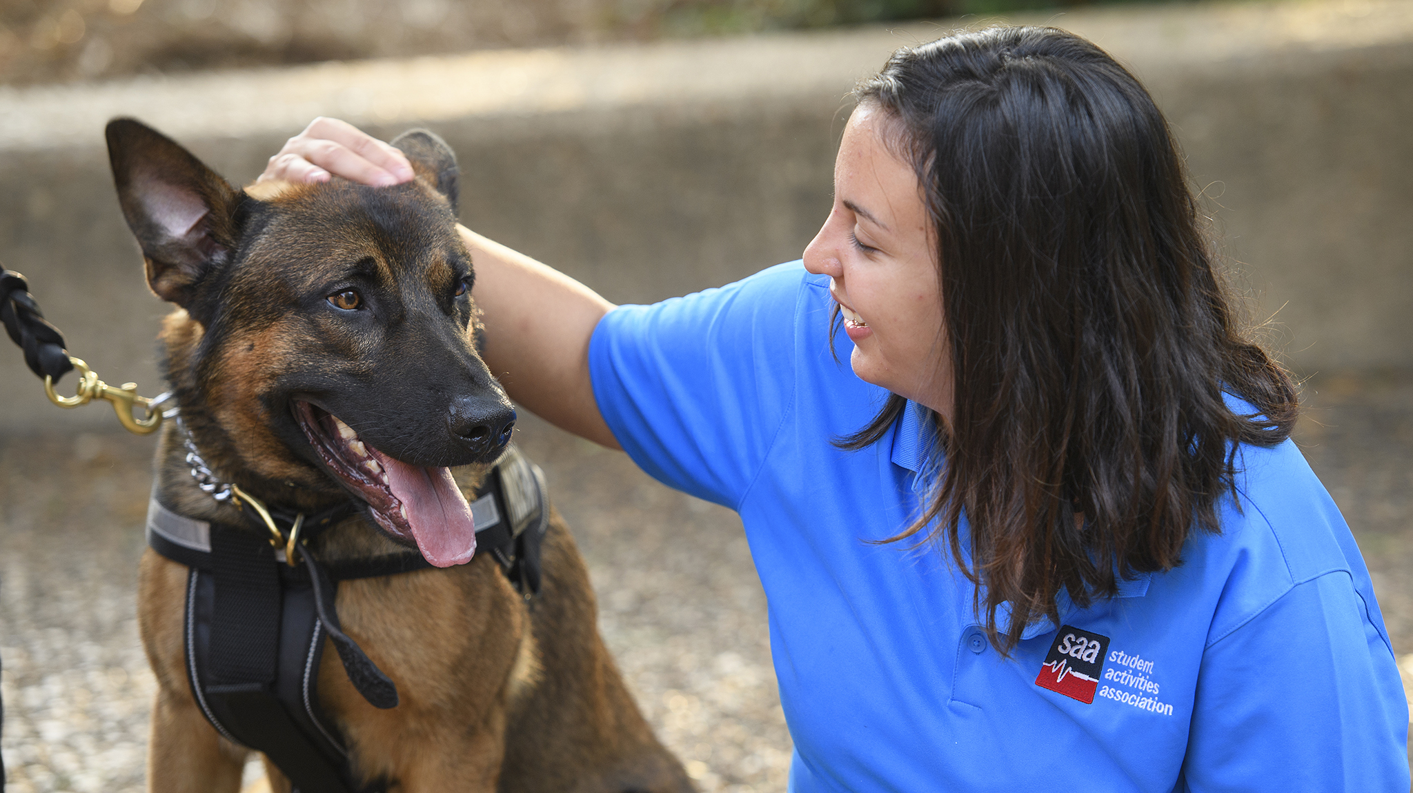 UNIVERSITY OF MISSISSIPPI 'LIGHT BLUE' DOG COLLAR