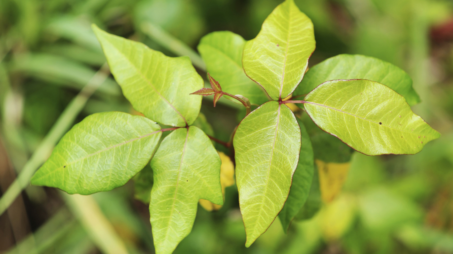 Poison Oak