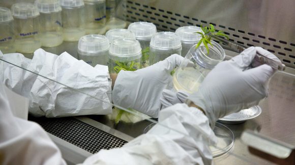 New Center Advances Medical Cannabis Science, Education