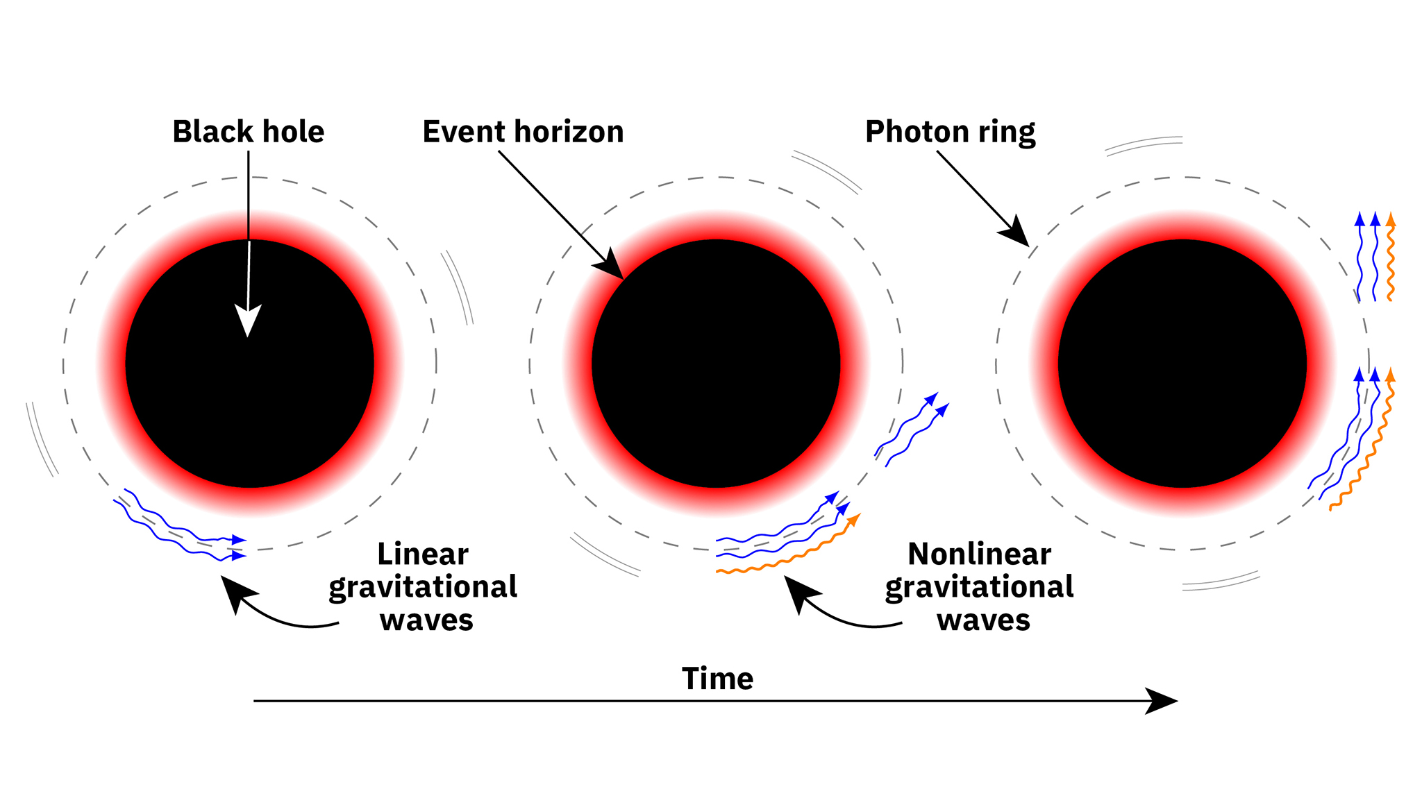 When two black holes merge, the resulting black hole produces gravitational waves as it ‘rings down’ to a stable form. The waves are all linear at first, but as time goes by, the combined black hole also produces nonlinear gravitational waves. Graphic by Leo Stein and Stefanie Goodwiller/University of Mississippi