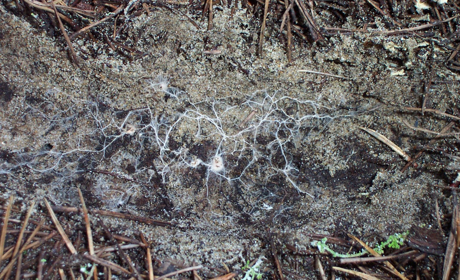 This image shows a mycorrhizal fungus, Ecto mycelium, in the soil, attached to roots of pine trees in the dunes of Oregon. Photo by Jason Hoeksema/UM Department of Biology